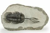 Trident Walliserops Trilobite - Foum Zguid, Morocco #244250-2